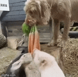 Просто гифки, всякие и&nbsp;разные