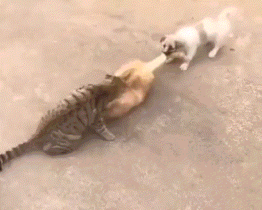 Просто гифки, всякие и&nbsp;разные