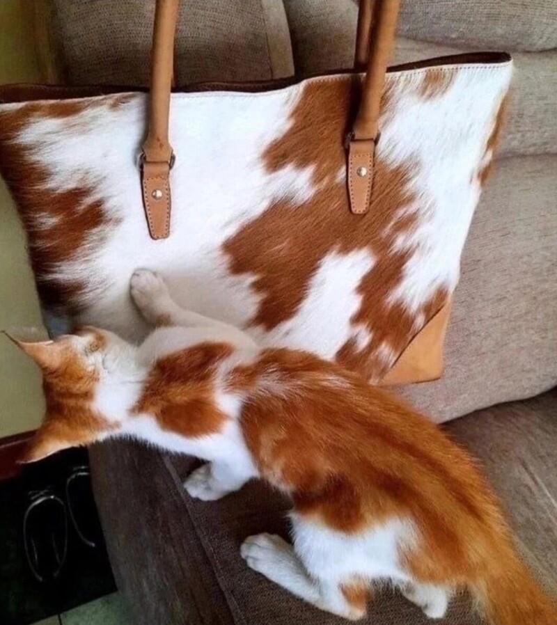 2. Котик в недоумении