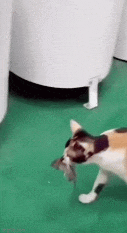 Просто гифки, всякие и&nbsp;разные