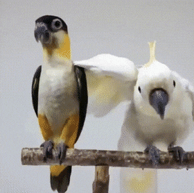 Просто гифки, всякие и&nbsp;разные