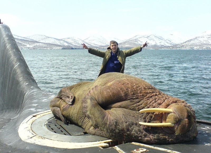 16. Морж уснул на российской подводной лодке