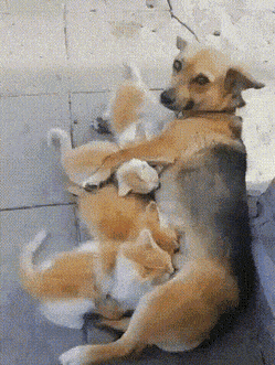 Просто гифки, всякие и&nbsp;разные