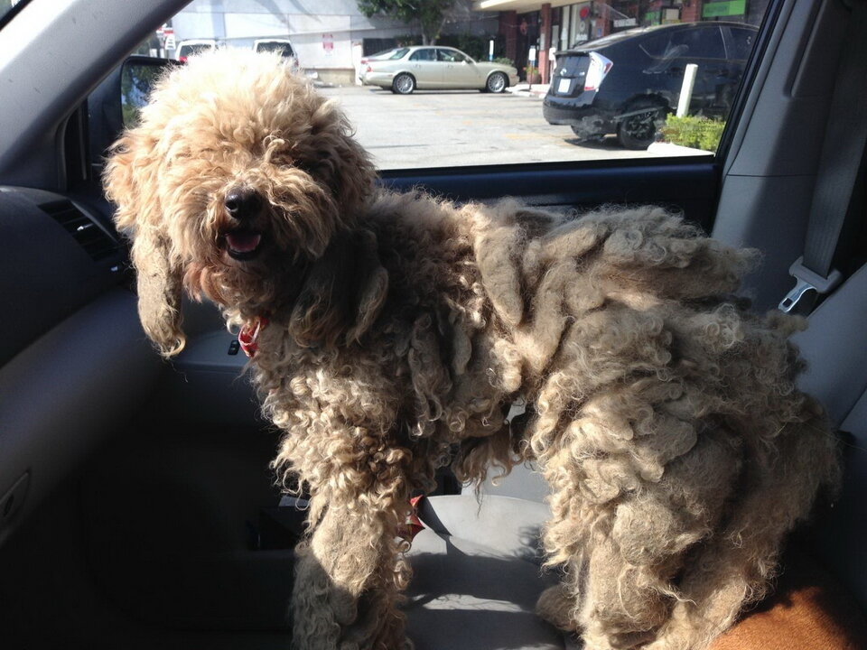 Какие породы собак выживут в дикой природе?