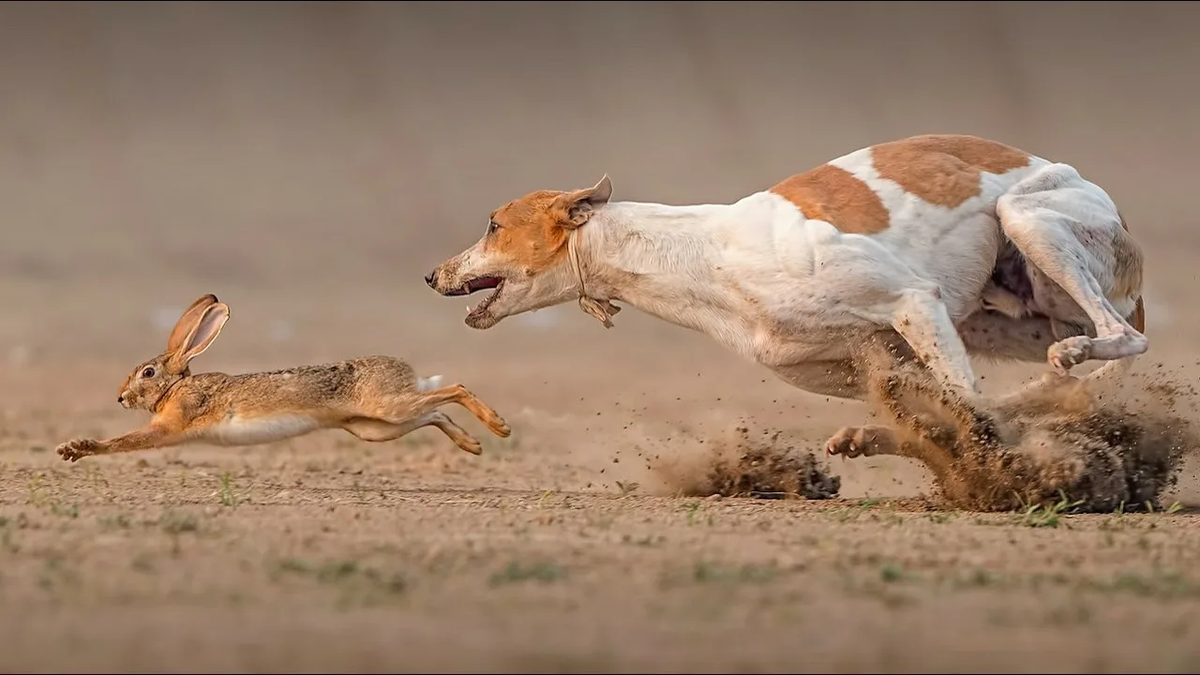 Какие породы собак выживут в дикой природе?