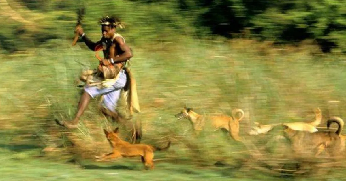 Какие породы собак выживут в дикой природе?