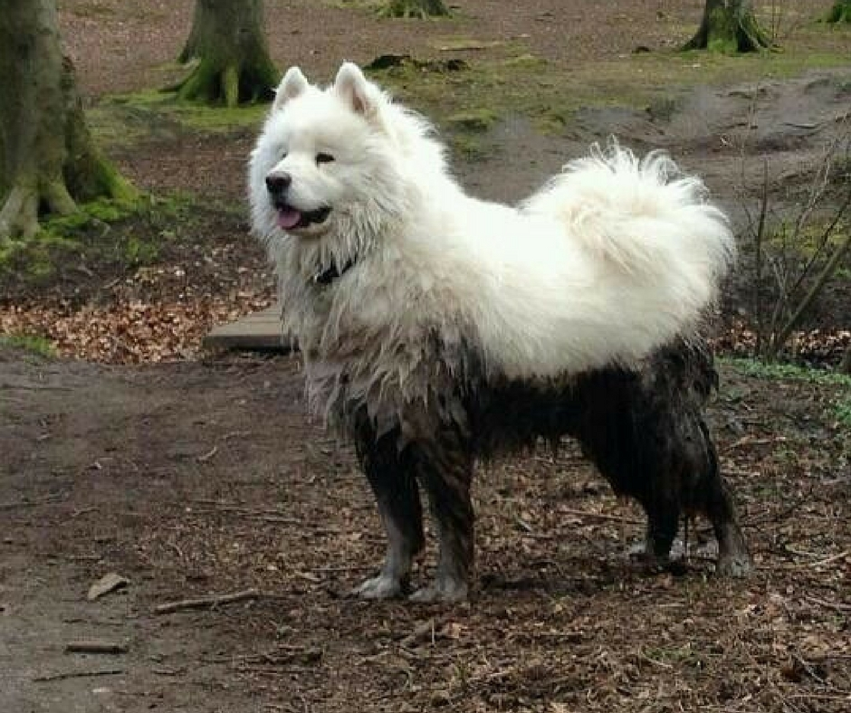 Какие породы собак выживут в дикой природе?