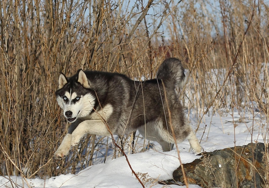 Какие породы собак выживут в дикой природе?