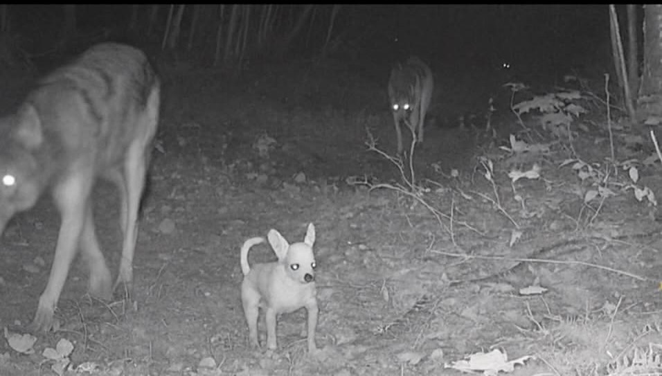 Какие породы собак выживут в дикой природе?