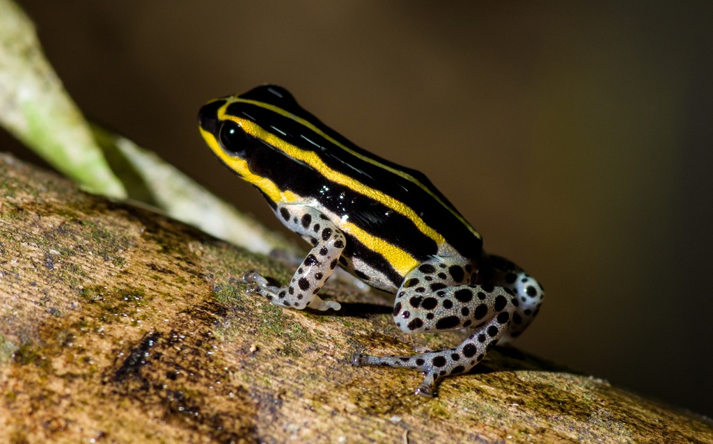 Пенсионерка проглотила восемь живых лягушек в попытке облегчить боль в спине