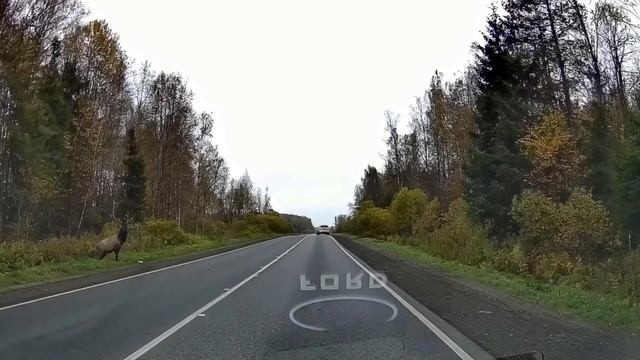 Даже Олени смотрят по сторонам