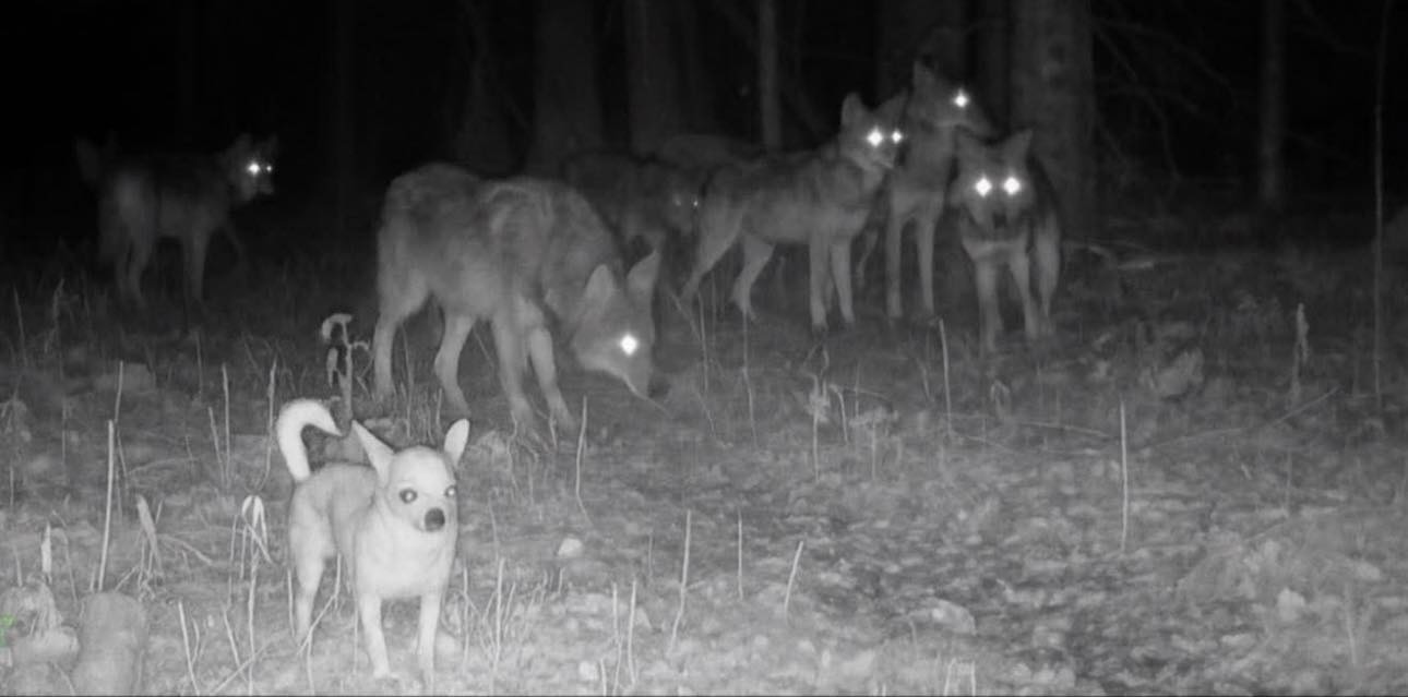 Какие породы собак выживут в дикой природе?