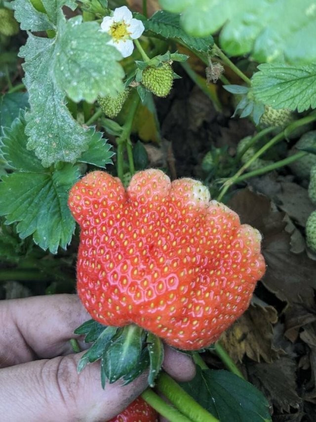 Намешалось