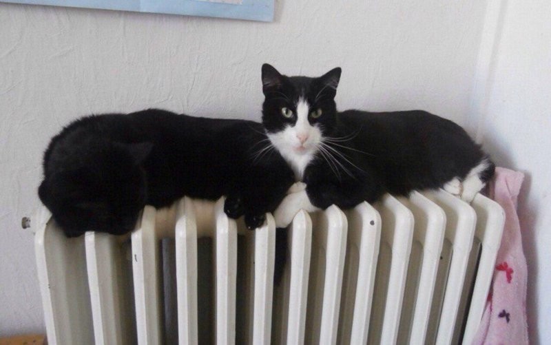 13. Уникальный котик