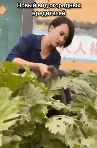 Просто гифки, всякие и&nbsp;разные