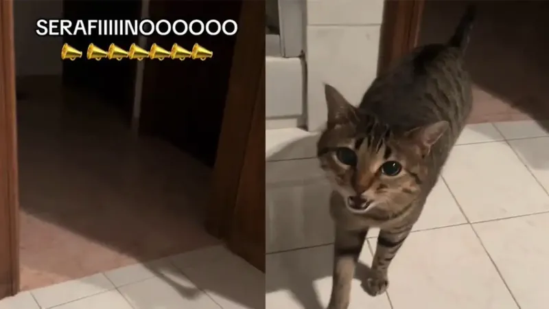 Кот начинает петь, когда его зовут по имени