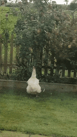 Просто гифки, всякие и&nbsp;разные