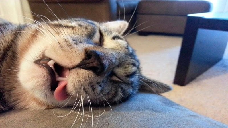 11. Котики прекрасны даже во сне