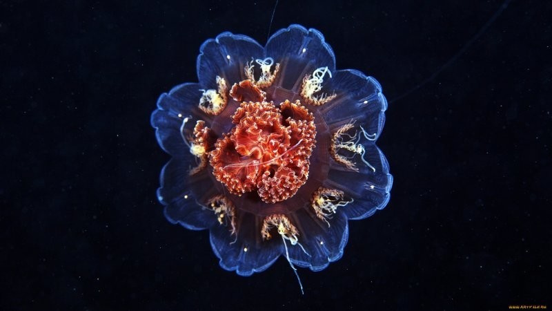 10. Волосистая цианея