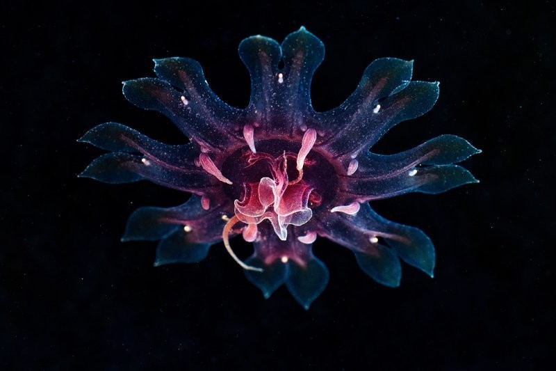 7. Волосистая цианея