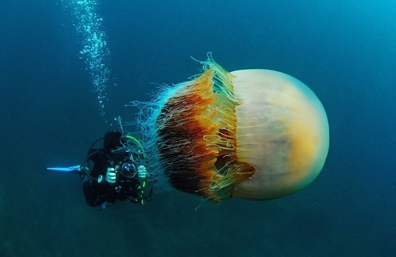 1. Волосистая цианея