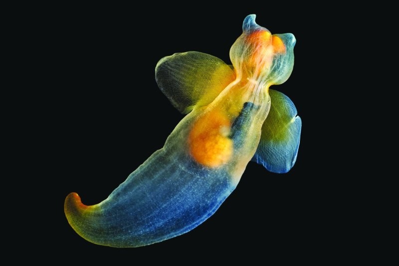 14. Морской ангел