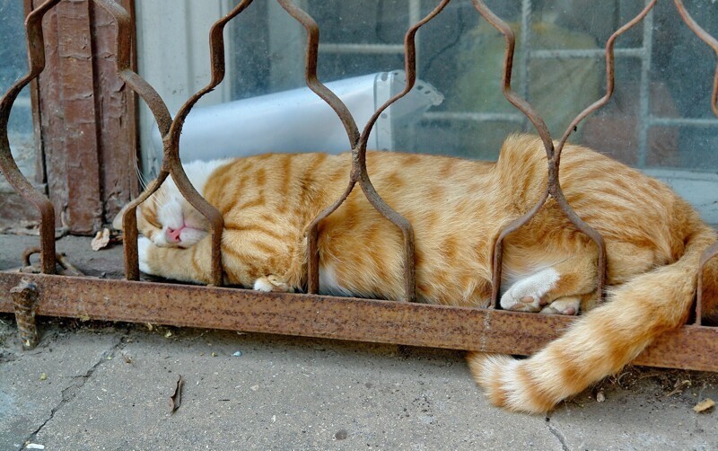 3. Условия ограниченной свободы