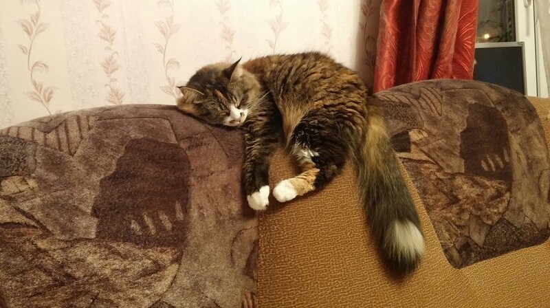 9. Святое место для каждого котика