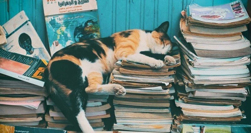 17. Кот учёный