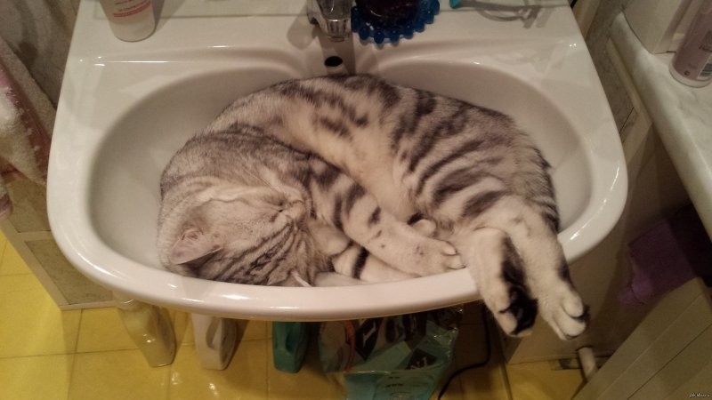 14. Лучше лежанки не найти