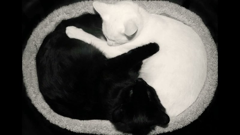 11. Магия любви