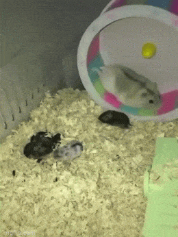 Просто гифки, всякие и&nbsp;разные