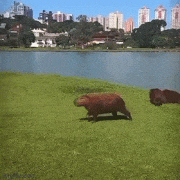 Просто гифки, всякие и&nbsp;разные