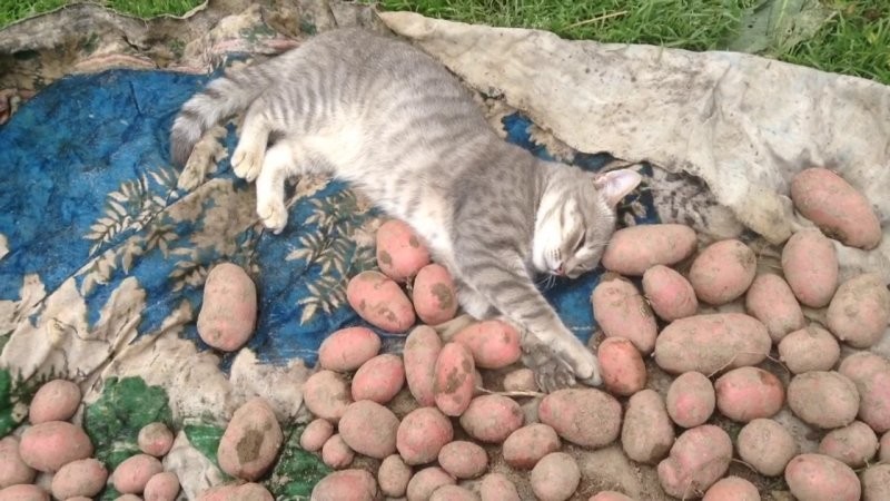 9. Люблю розовенькую