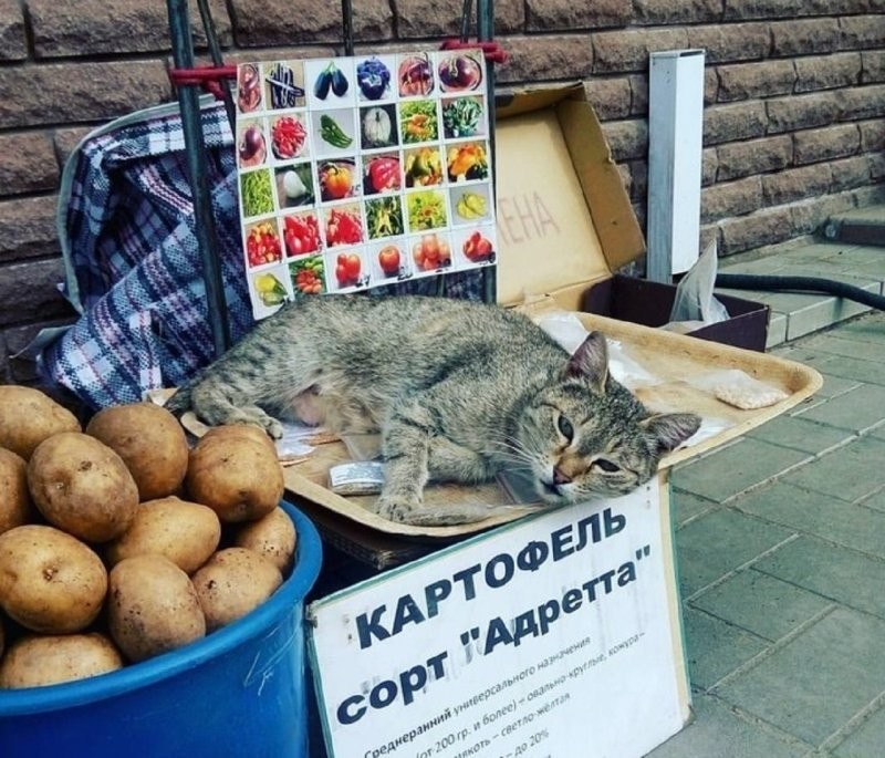 12. Самый лучший сорт, полосками клянусь