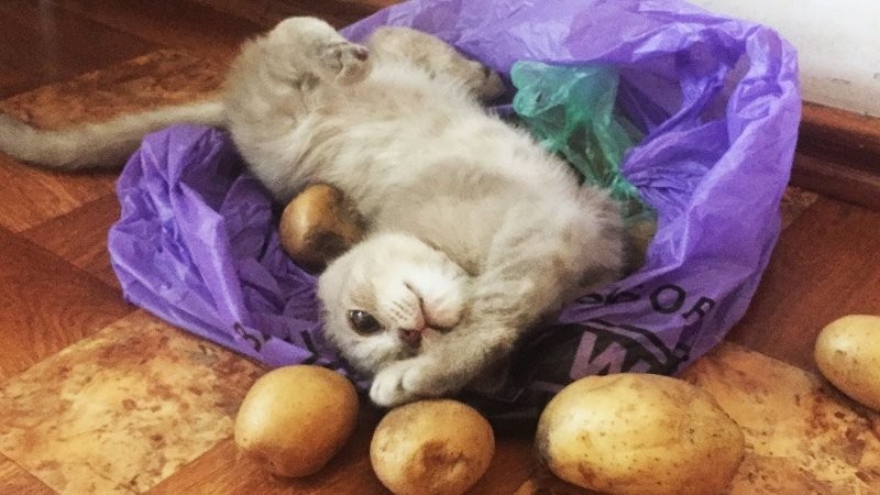 8. Её можно добыть и в магазине