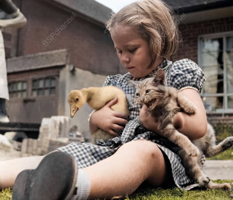 Подборка смешных и забавных фотографий с котами, которые поднимут настроение