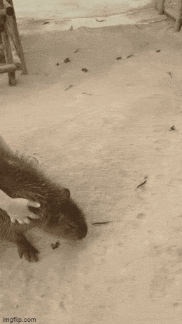 Просто гифки, всякие и&nbsp;разные