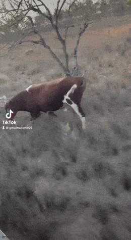 Просто гифки, всякие и&nbsp;разные