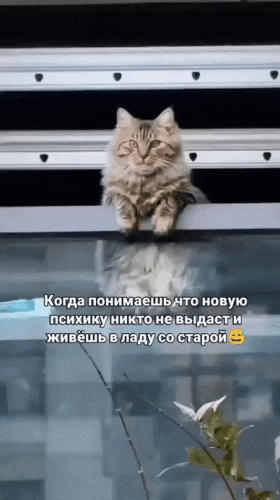 Просто гифки, всякие и&nbsp;разные