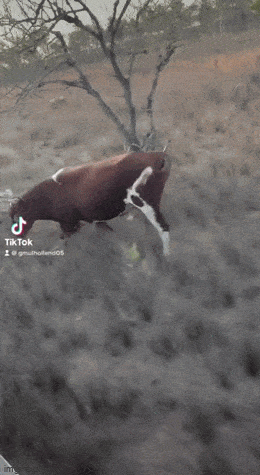 Просто гифки, всякие и&nbsp;разные