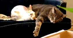 Просто гифки, всякие и&nbsp;разные