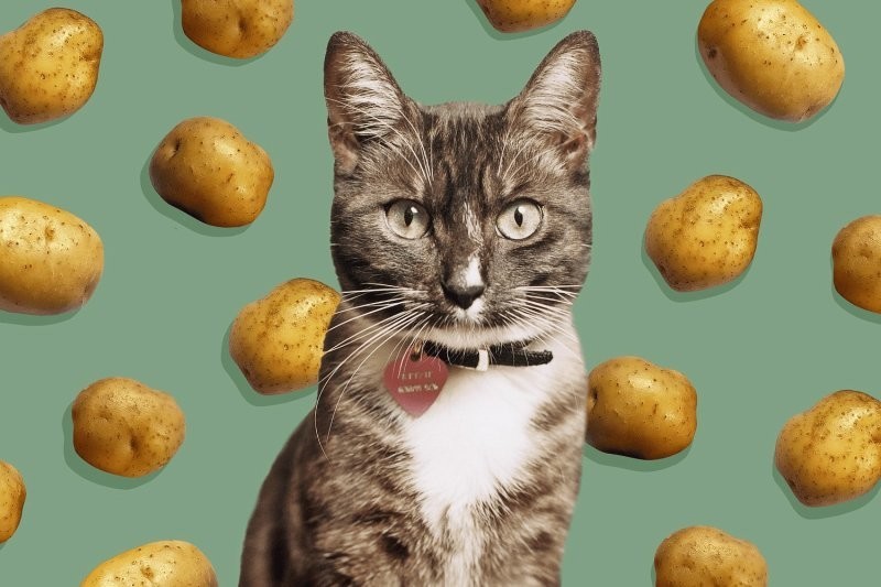 Кошка, которая обожает картошку Кошка, которая обожает картошку