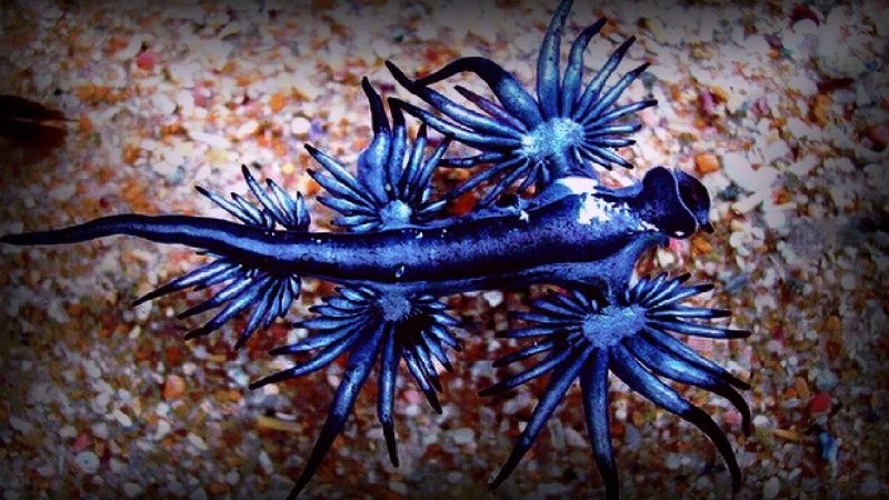 13. Голубой дракон (научное название — Glaucus atlanticus) — морской слизень, который выглядит как герой сказки 13. Голубой дракон (научное название — Glaucus atlanticus) — морской слизень, который выглядит как герой сказки