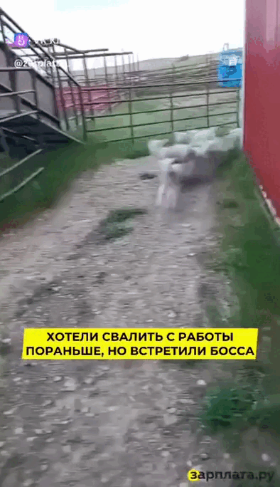 Просто гифки, всякие и разные Просто гифки, всякие и разные