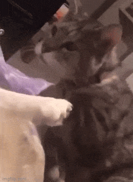 Просто гифки, всякие и разные Просто гифки, всякие и разные