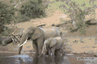 Просто гифки, всякие и разные Просто гифки, всякие и разные