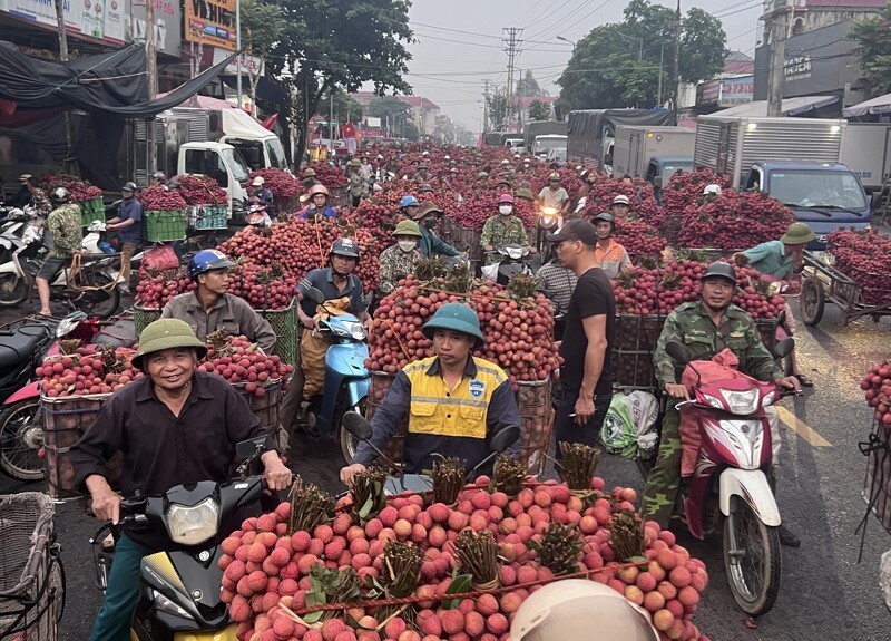 Фруктовая магистраль Вьетнама: как тысячи мотоциклов везут личи Фруктовая магистраль Вьетнама: как тысячи мотоциклов везут личи