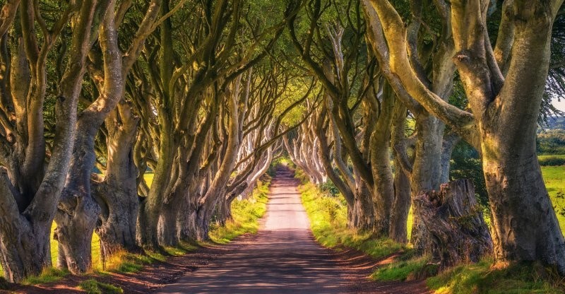 10. Дарк Хеджес («Тёмная изгородь») — буковая аллея в графстве Антрим, Северная Ирландия 10. Дарк Хеджес («Тёмная изгородь») — буковая аллея в графстве Антрим, Северная Ирландия