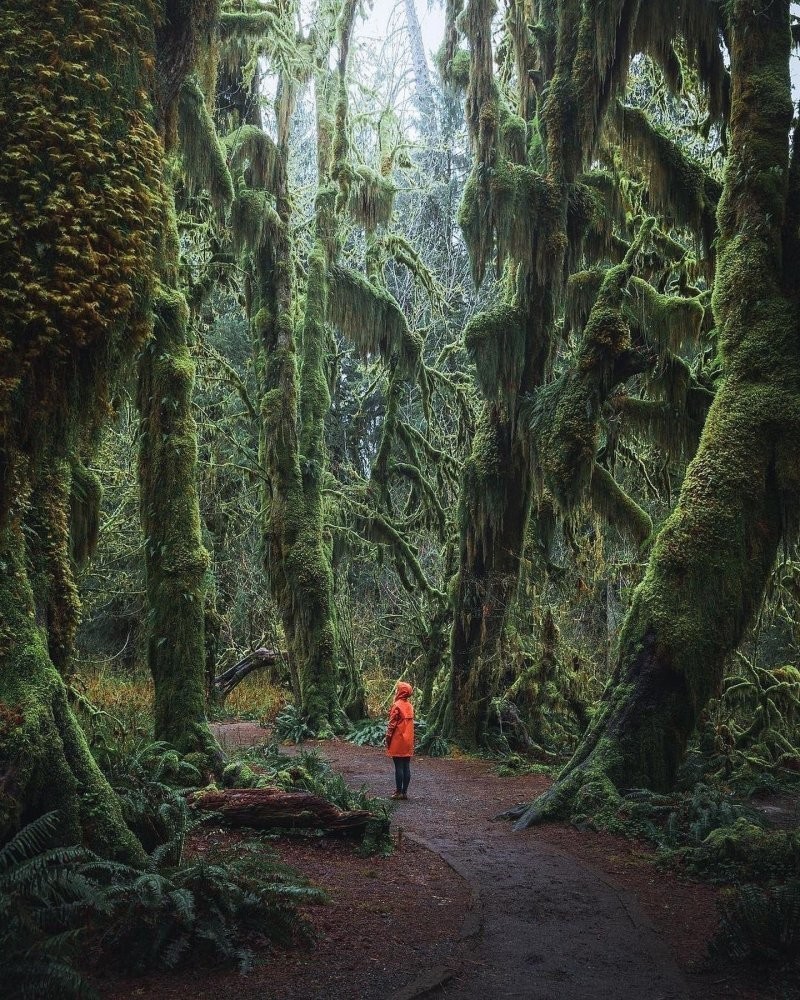 9. Волшебный лес национального парка Олимпик, расположенного на северо-западе штата Вашингтон, на полуострове Олимпик, США 9. Волшебный лес национального парка Олимпик, расположенного на северо-западе штата Вашингтон, на полуострове Олимпик, США